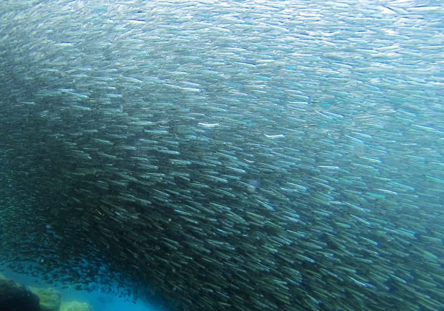 Rio de Janeiro: Arraial do Cabo Scuba Diving Day Trip - Who will get the most from this outing?