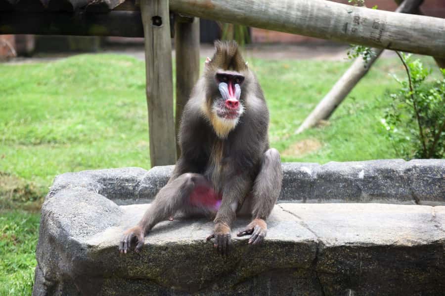 Rio de Janeiro: BioParque Guided Tour with Transfer - Why BioParque feels different from a standard zoo visit