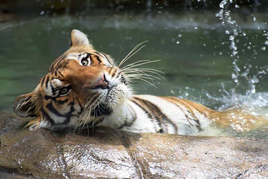 Rio de Janeiro: BioParque Guided Tour with Transfer - Walking through 51 enclosures with a guide
