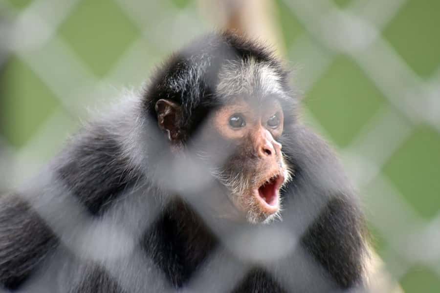 Rio de Janeiro: BioParque Guided Tour with Transfer - What the guide adds to the four-hour experience