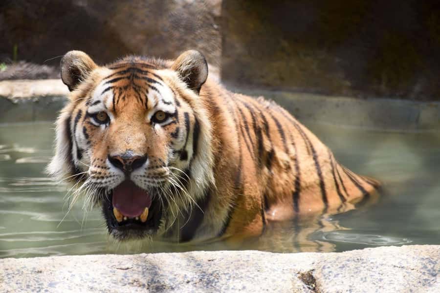 Rio de Janeiro: BioParque Guided Tour with Transfer - Is the $58 price good value?