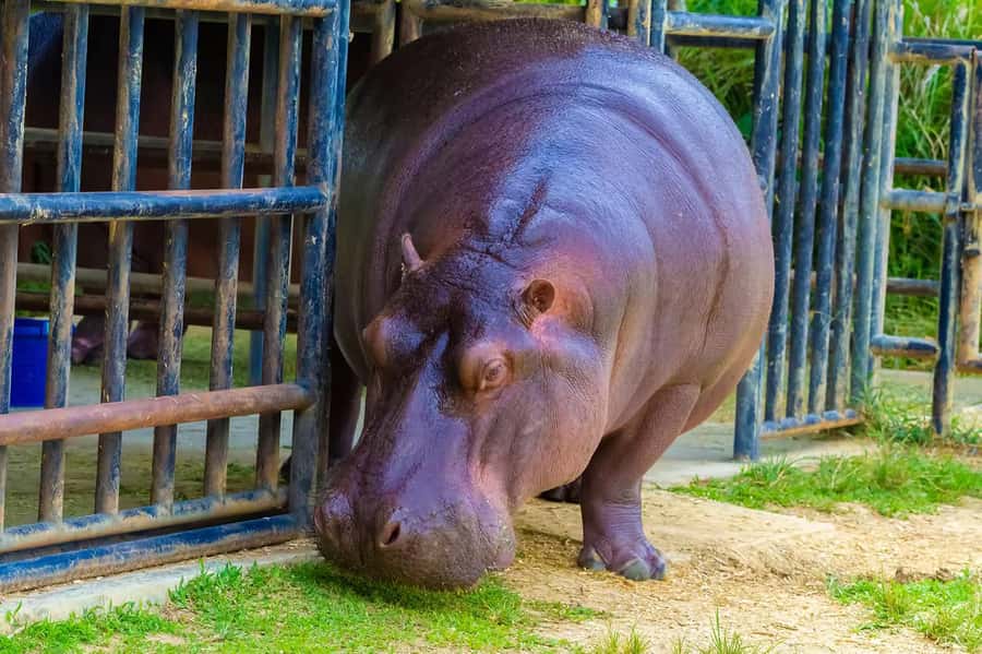 Rio de Janeiro: BioParque Guided Tour with Transfer - Who will enjoy this BioParque outing most?