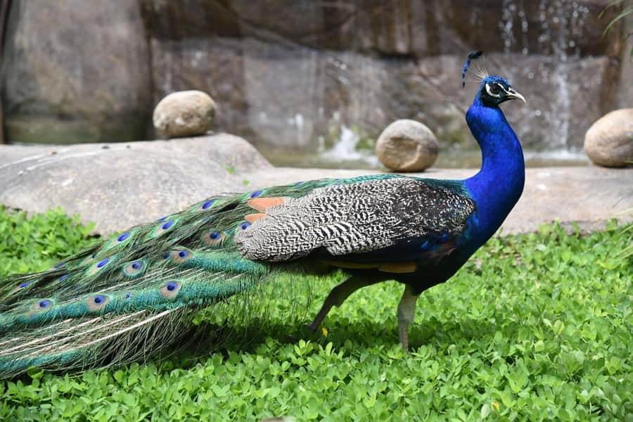 Rio de Janeiro: BioParque Guided Tour with Transfer - Booking, cancellation, and small practical details