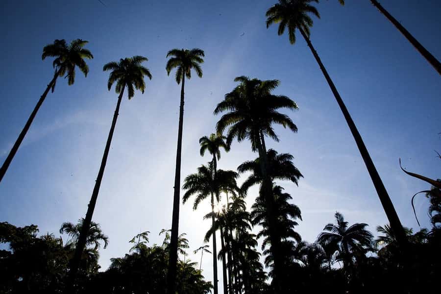 Rio de Janeiro: Botanical Garden & Tijuca Forest Guided Tour - What the mixed ratings tell me