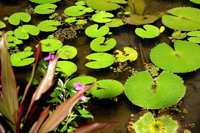 Rio de Janeiro Botanical Garden Tour - The orchid greenhouse is the star attraction