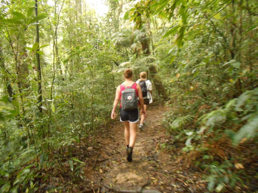 Rio de Janeiro: Christ the Redeemer Guided Hike - What your guide adds to the forest walk