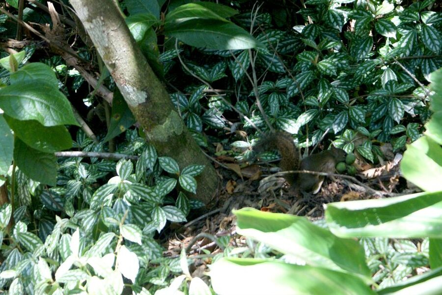 Rio de Janeiro: Guided Jeep Tour through Tijuca Rainforest - Monkey’s Waterfall and the forest road