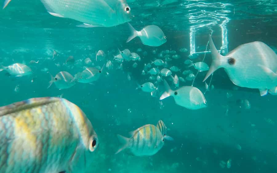 Rio de Janeiro: Ilha Grande with Boat Tour & Optional Lunch - Blue Lagoon and the best water time