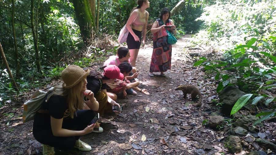 Rio de Janeiro: Jeep Tour in the Tijuca Forest - How much wildlife and nature will you really see?