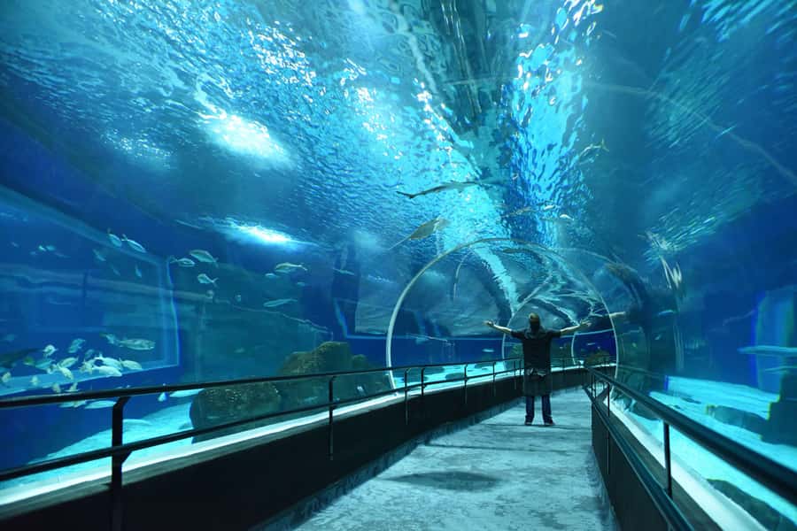 Rio de Janeiro: Marine Aquarium Entry Tickets - Key points to know before you go