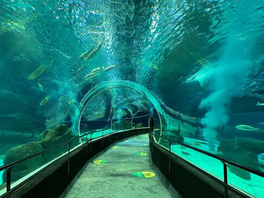 Rio de Janeiro: Marine Aquarium Entry Tickets - What AquaRio offers in a two-hour visit