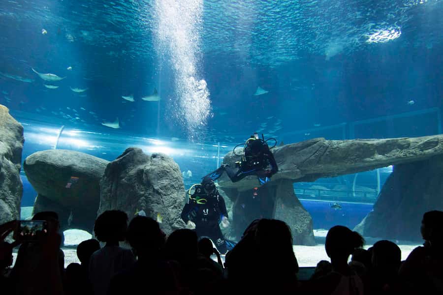Rio de Janeiro: Marine Aquarium Entry Tickets - Getting to AquaRio from Copacabana