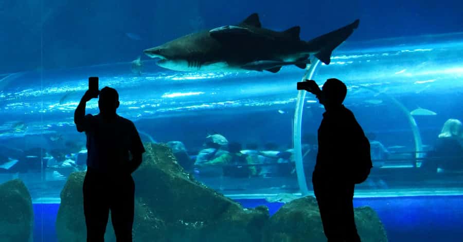 Rio de Janeiro: Marine Aquarium Entry Tickets - Why the size of the aquarium matters