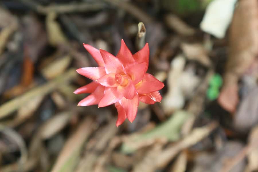 Rio de Janeiro: Tijuca Forest Waterfall of Souls Hike - What Kelly brings to the experience
