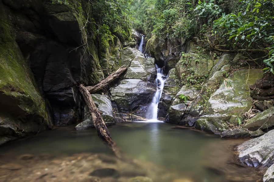 Rio de Janeiro: Tijuca National Park & Botanic Garden Tour - Why Rio’s Tijuca Forest Matters