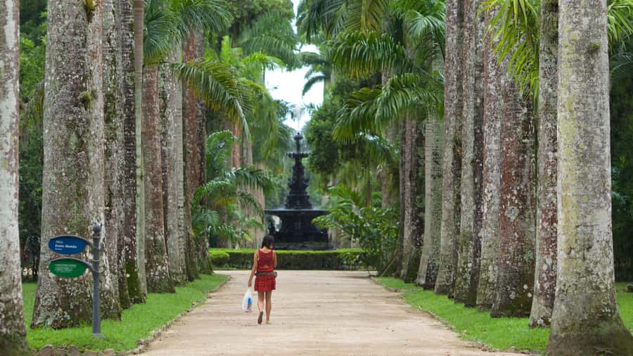 Rio de Janeiro: Tijuca National Park & Botanic Garden Tour - The Botanical Garden’s 7,000 Plant Species