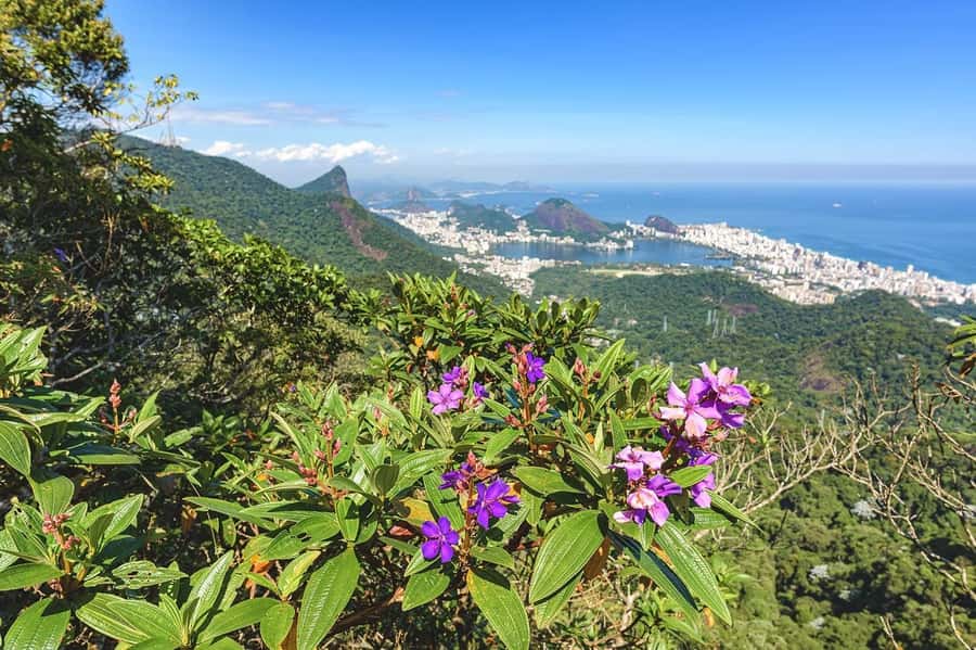 Rio de Janeiro: Tijuca National Park & Botanic Garden Tour - Who Will Enjoy This Tour Most?
