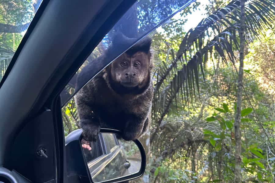Rio de Janeiro: Tijuca National Park Tour - Leaving Rio for Tijuca’s green interior