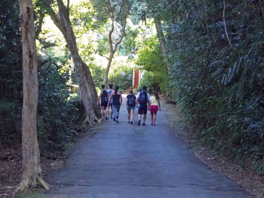 Rio de Janeiro: Tijuca Peak Guided Hike - What the guide adds to the day