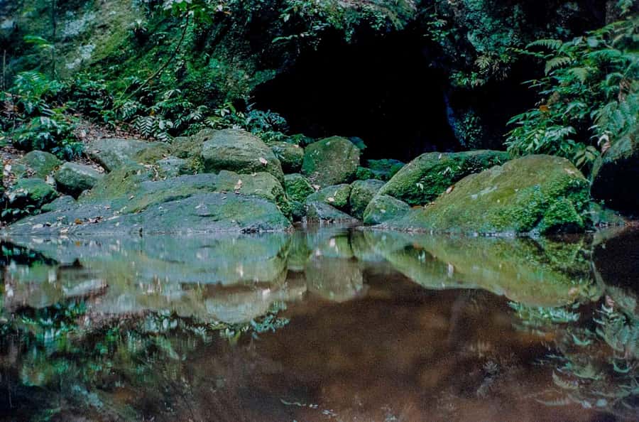 Rio: Half-Day Jeep Tour at Floresta da Tijuca - Lagoa and the first approach to Tijuca