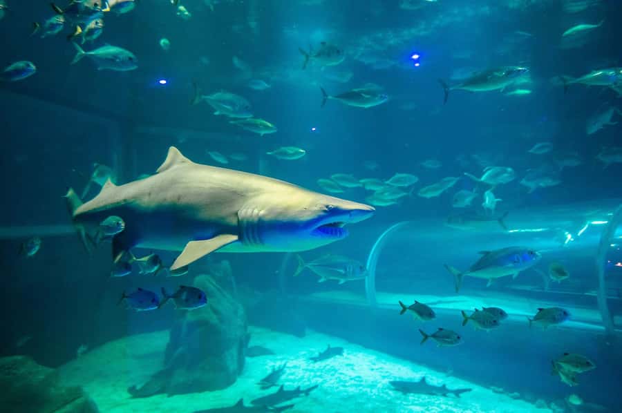Rio: Olympic Boulevard, AquaRio and Museum of Tomorrow Tour - Who will enjoy this Rio tour most