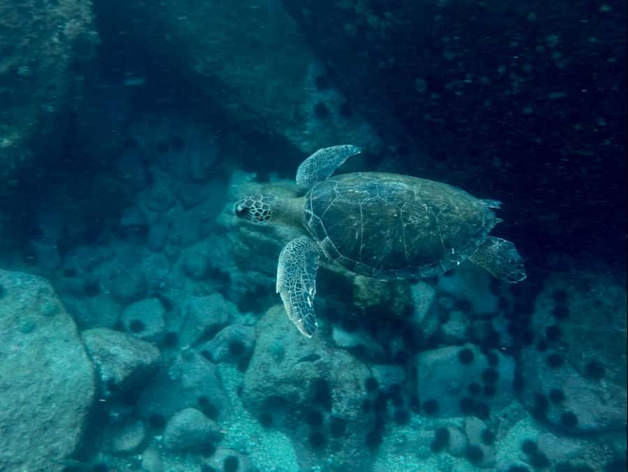 Rio: Snorkel & Swim with Turtles Tour at Tijuca Islands - Is $100 a fair price?