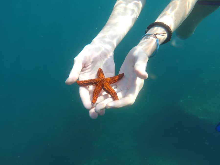 Rio: Snorkel & Swim with Turtles Tour at Tijuca Islands - A second 30-minute island stop