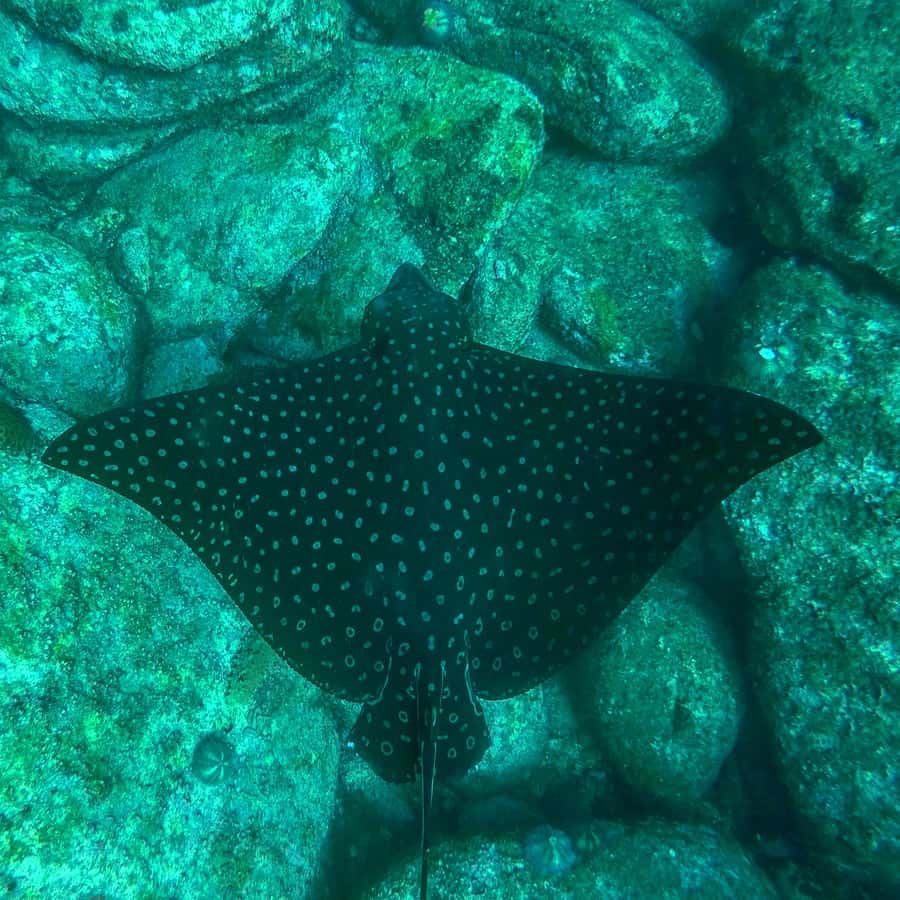 Rio: Snorkel & Swim with Turtles Tour at Tijuca Islands - Wildlife, including turtles and more unusual sightings