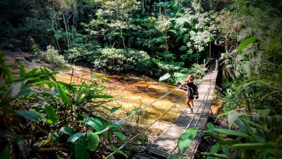 Rio: Tijuca Forest Small Group Hike to Caves and Waterfalls - Why Tijuca Forest makes a good Rio break