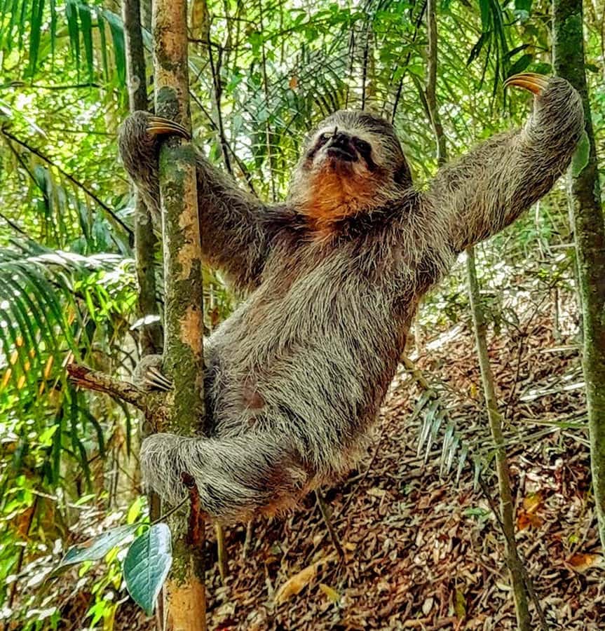 Rio: Tijuca Forest Small Group Hike to Caves and Waterfalls - Cascatinha Taunay starts the sightseeing