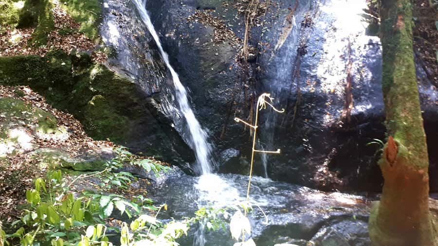 São Paulo: Cantareira Natural Park Guided Rainforest Hike - Key points to know before you book