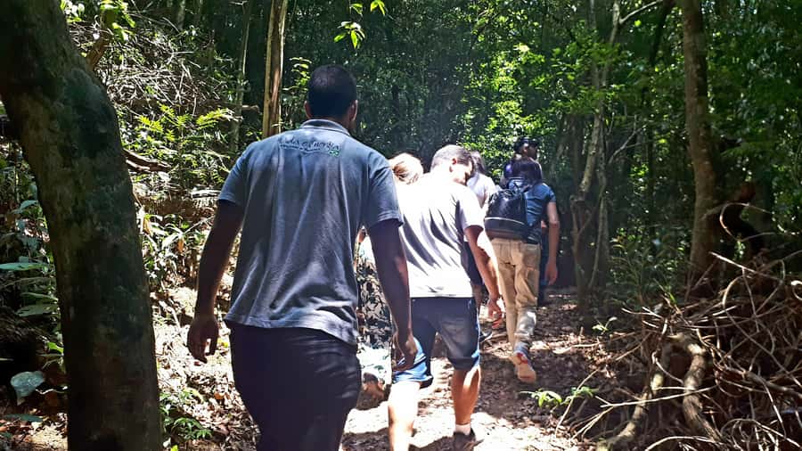 São Paulo: Cantareira Natural Park Guided Rainforest Hike - What to bring for a wet, steep day