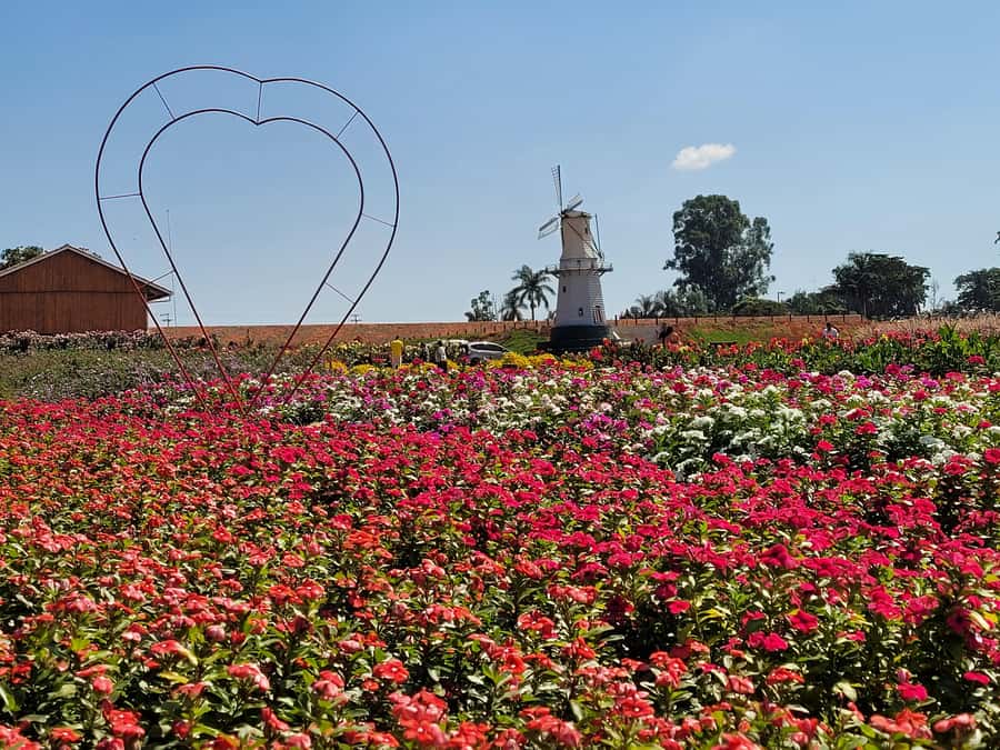 São Paulo: Holambra Colorful Flower Farm Guided Day Trip - Why Holambra makes a worthwhile day trip from São Paulo