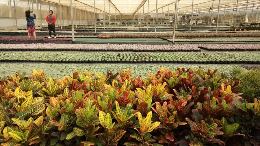 São Paulo: Holambra Colorful Flower Farm Guided Day Trip - Inside the flower farms
