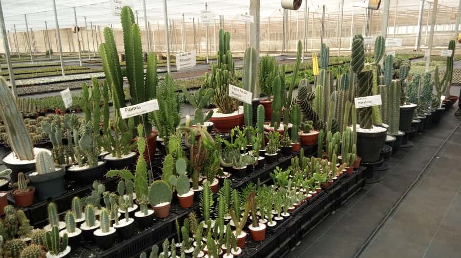 São Paulo: Holambra Colorful Flower Farm Guided Day Trip - My booking advice