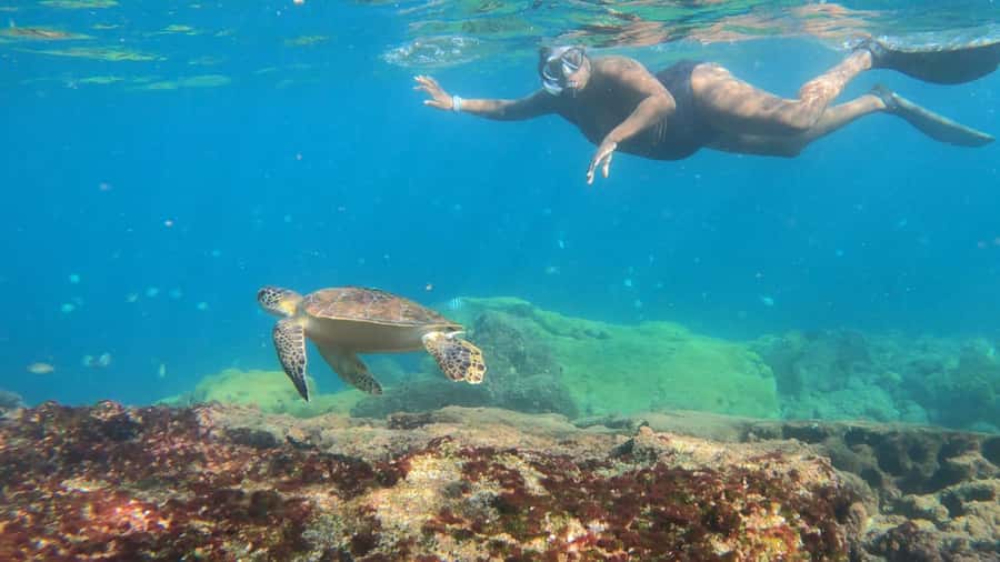 Snorkeling with turtles in their natural habitat - Key points to know before booking