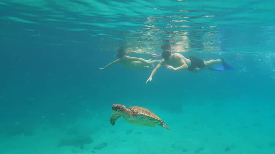 Snorkeling with turtles in their natural habitat - Leaving Vila do Abraão at 9:30