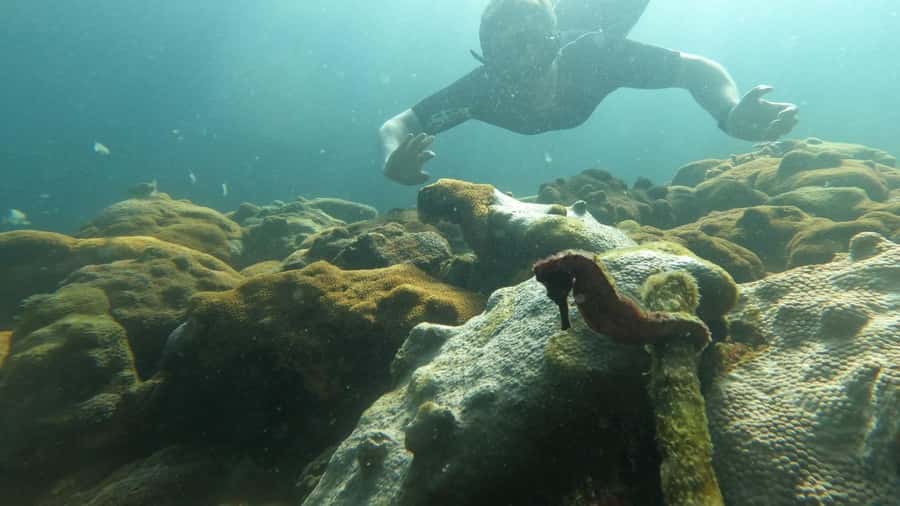 Snorkeling with turtles in their natural habitat - Underwater photos with Mateus