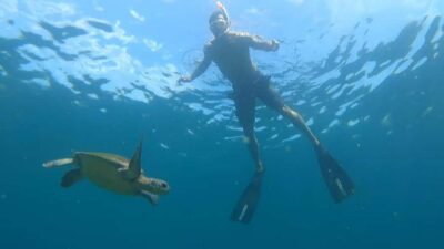 Snorkeling with turtles in their natural habitat