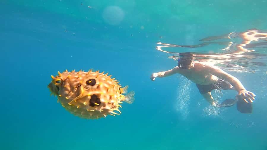 Snorkeling with turtles in their natural habitat - Freguesia de Santana for a change of pace
