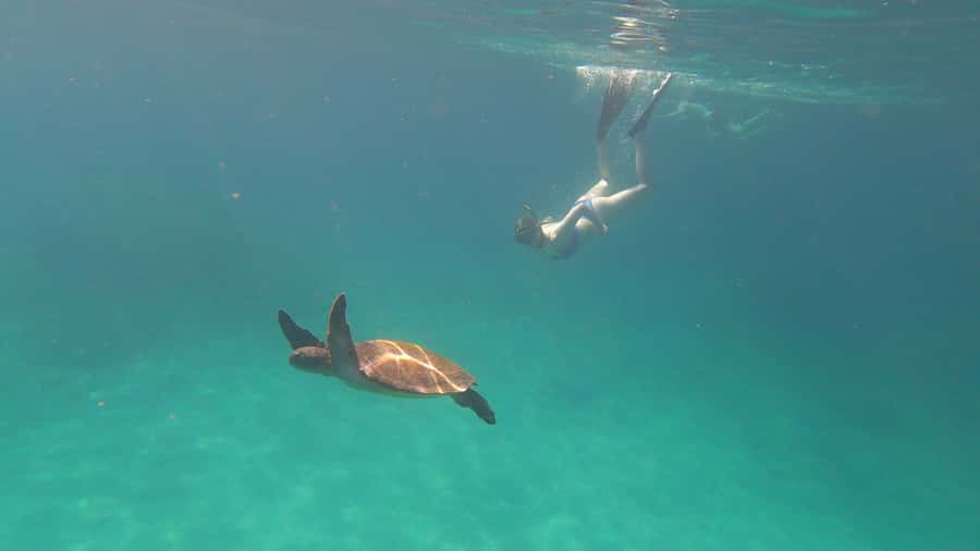 Snorkeling with turtles in their natural habitat - What the private price really buys