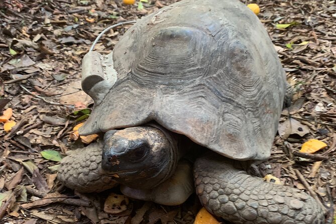 Tijuca Forest Hike - Waterfalls & Caves, Nature & Wild Life! - Cristalina, Baronesa, and Gabriela Waterfalls