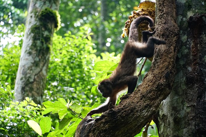Tijuca Forest Hike - Waterfalls & Caves, Nature & Wild Life! - What the Guides Add to the Walk