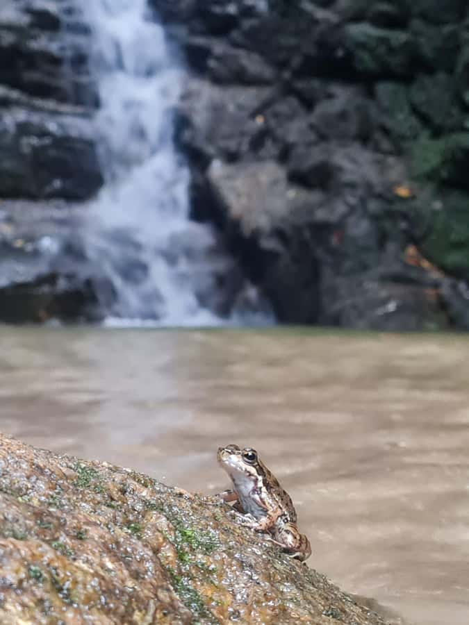 Tijuca Rain Forest - Adventure through Waterfalls & Caves - Canoas Road and Chinesa Lookouts