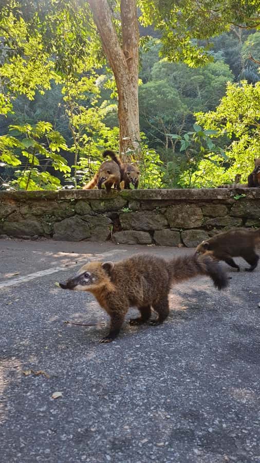 Tijuca Rain Forest - Adventure through Waterfalls & Caves - Caves Are the Main Adventure