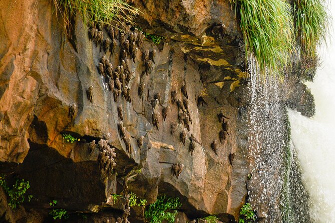 Transport to the Falls + Parque das Aves in a family vehicle. - Inside Parque das Aves