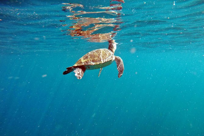 Turtle Snorkeling by Adrenailha - Key points before you book