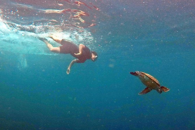 Turtle Snorkeling by Adrenailha - Xavier Island and its protected bay